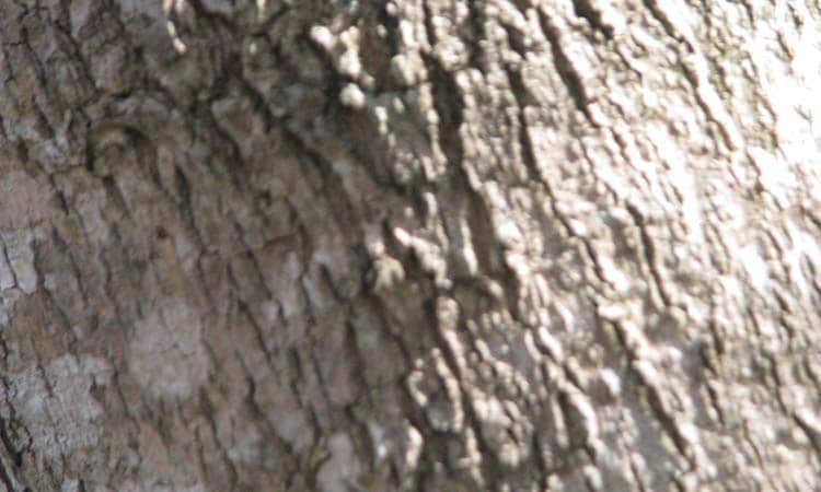 A close up of a Jacaranda trunk showing bark detail