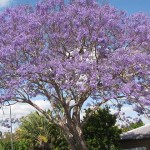 A flowering Jacaranda in Brisbane