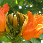 African Tulip flowers kill Australian native bees.