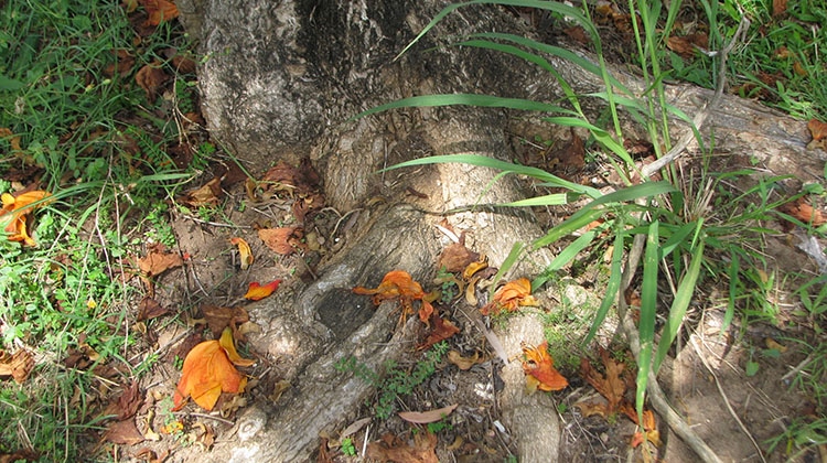 These african tulip roots may become a problem for nearby structures