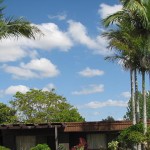 Alexander palms in Calamvale, Brisbane