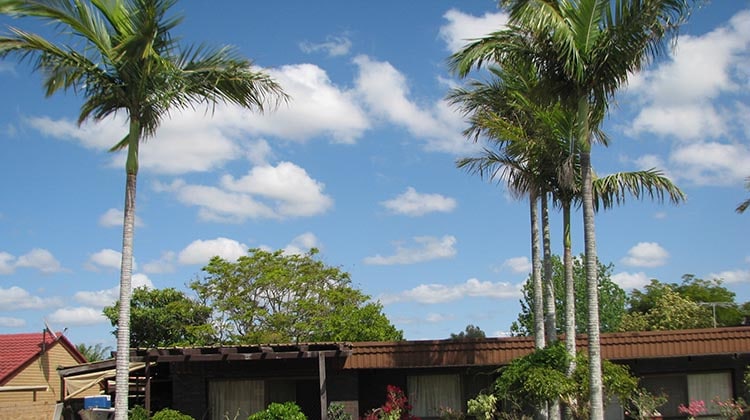 Alexander palms in Calamvale, Brisbane