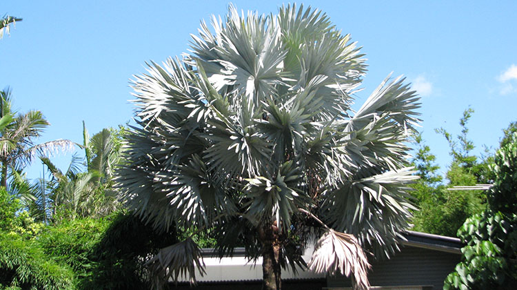 A Bismarck palm tree in Brisbane