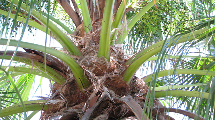 chinese fan palm petioles at the crown shaft