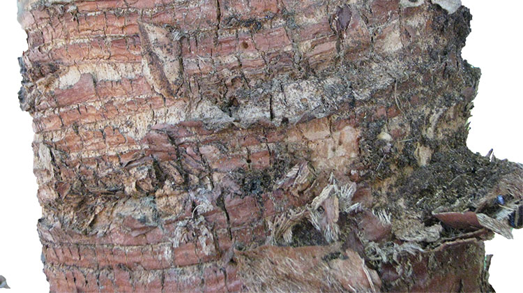 Trunk of a Chinese fan palm showing leaf scars