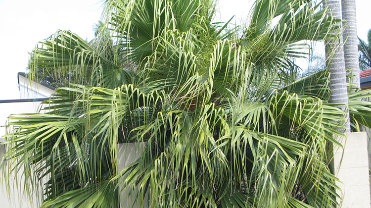 Livistonia chinensis, a chinese fan palm in Calamvale, Brisbane. 