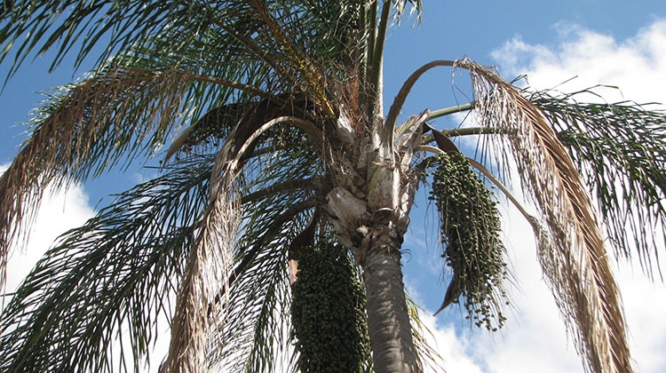 unsightly fronds hanging from a cocos palm in Brisbane