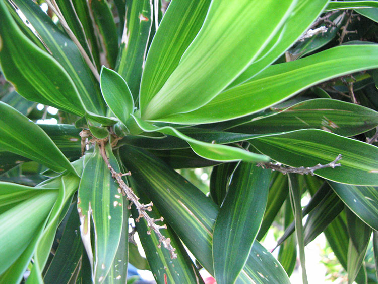 Cabbage Tree (Cordyline australis)
