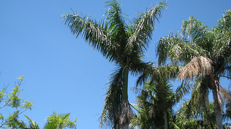 Cuban Royal palm trees, taken on the southside of Brisbane