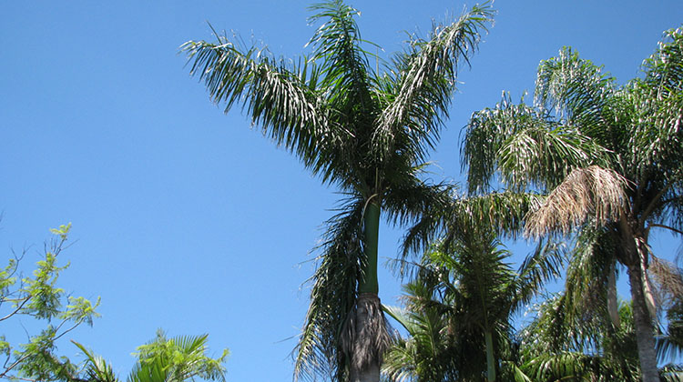 Cuban Royal Palm  Brisbane Trees and Gardens