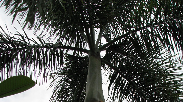 foxtail palm in algester, brisbane