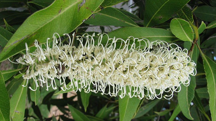 Ivory Curl tree flower and leaf