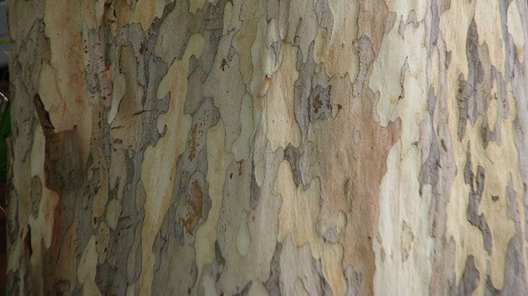 close-up of leopard tree bark