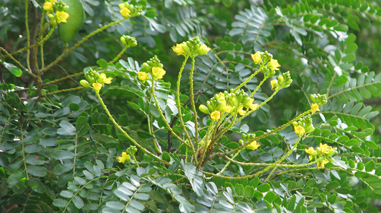 close-up of yellow leopard tree flowers
