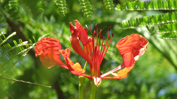 close-up of a poinciana flower