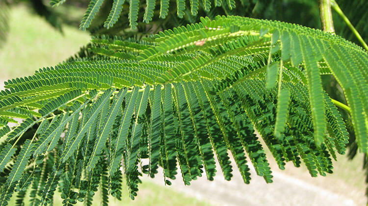 Poinciana Trees By Brisbane Trees Arborist David Taylor Brisbane Trees And Gardens