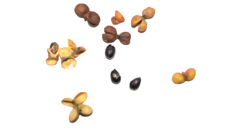 tulipwood seeds and seed pods