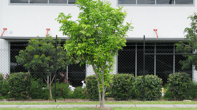 A Brisbane tulipwood, harpullia pendula