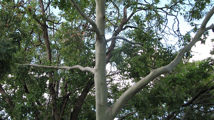 Cadaghi growth form showing scaffold branches