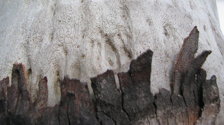 Cadaghi trunk and bark