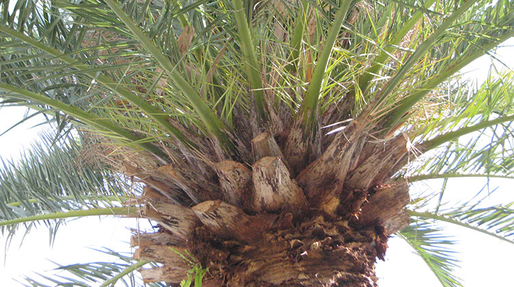 Canary Island date palm crown