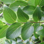 chinese elm foliage