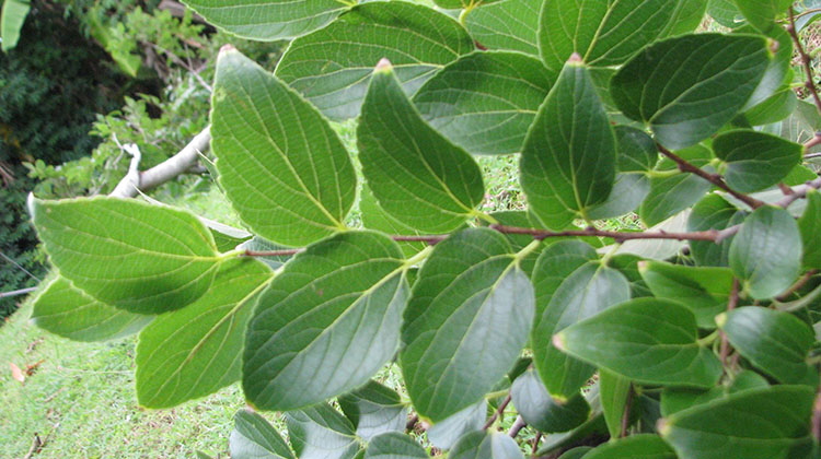 chinese elm foliage