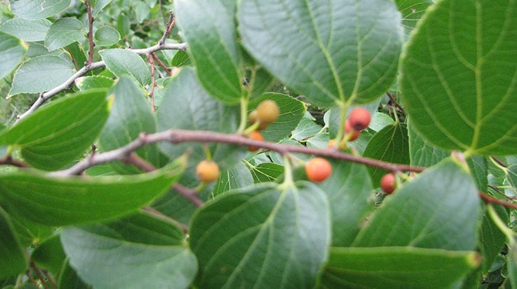 chinese elm fruit