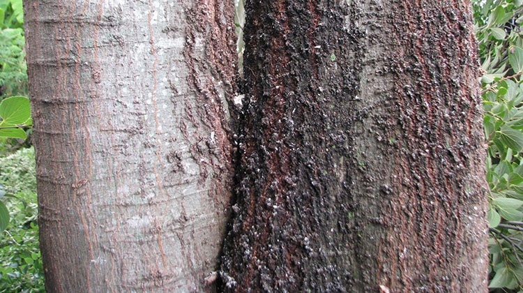 chinese elm trunk bark