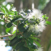Lillypliiy's attractive, small flowers