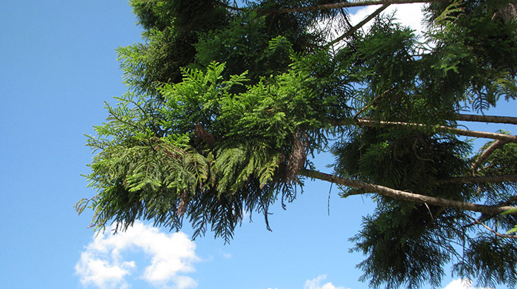Norfolk Island pine tree branches