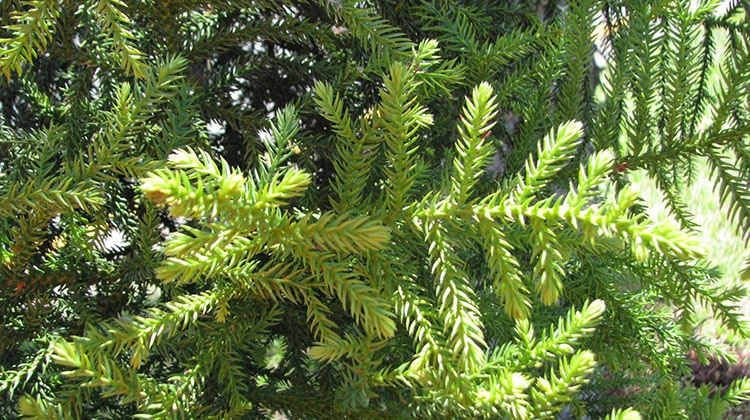 Norfolk Island pine tree foliage.