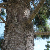 Norfolk Island pine growth form