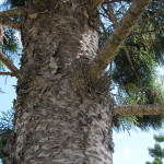 Norfolk Island pine growth form