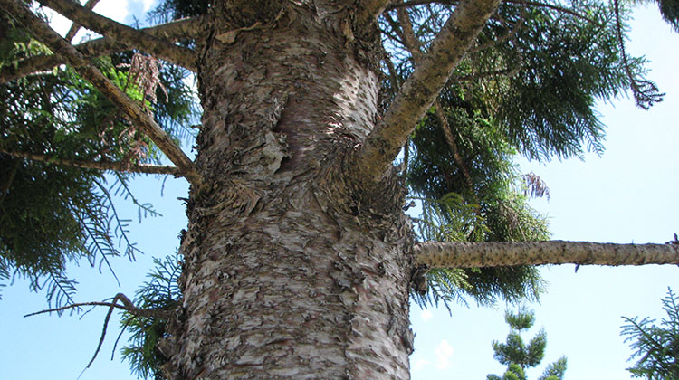 Norfolk Island pine growth form