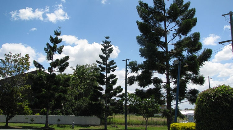Norfolk Island Pine trees