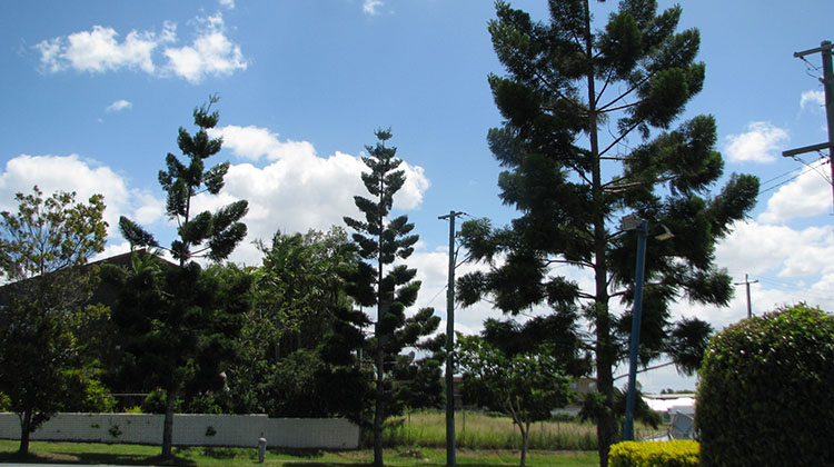 Norfolk Island Pine Brisbane Trees And Gardens