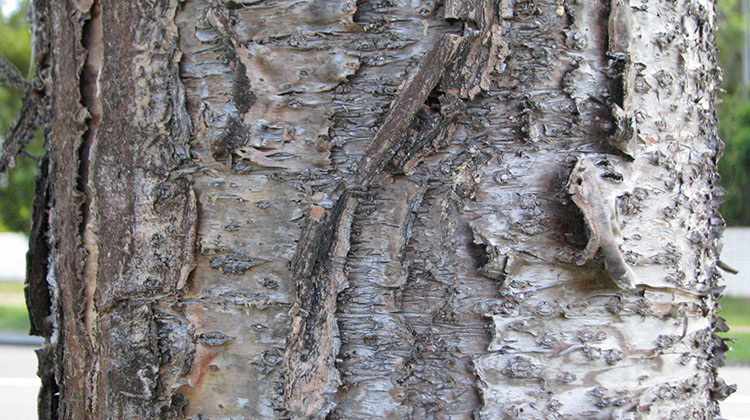 A Norfolk Island pine tree trunk, showing scarring where branches have abscised.