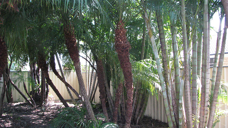 Clean Pygmy Date palms, fishtails and golden cane