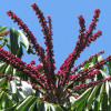 The flower of an Umbrella tree