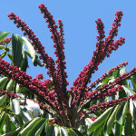 The flower of an Umbrella tree