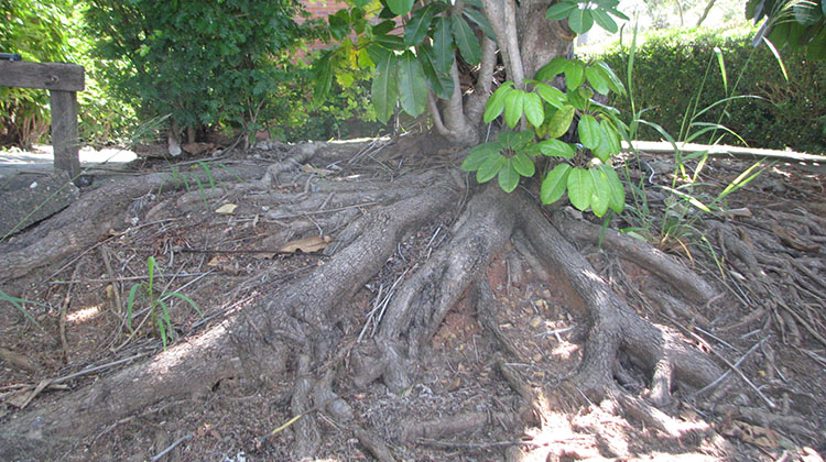 invasive Umbrella Tree roots
