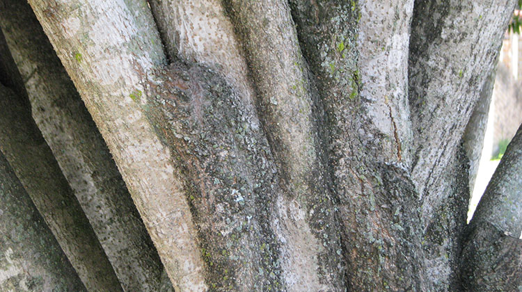 The divided trunk of an Umbrella tree