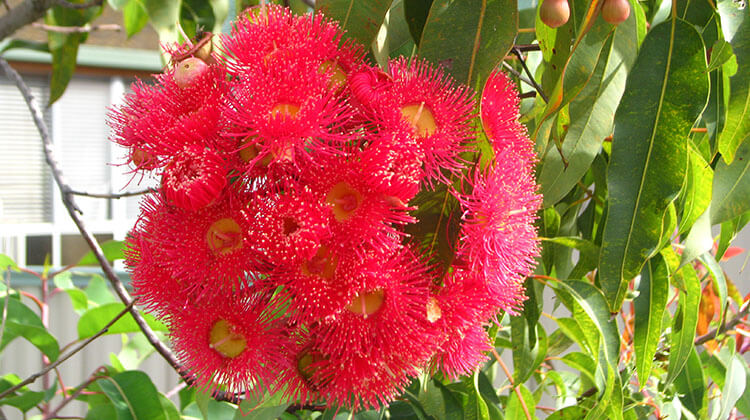 red flowering gum flowers
