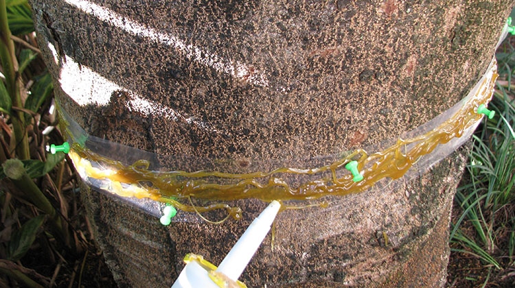 horticultural glue caterpillar barrier on a poinciana