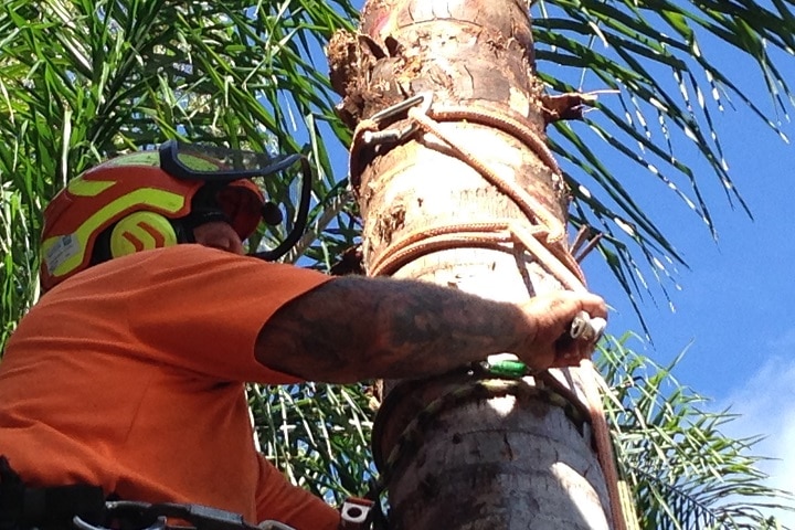 removing a cocos palm