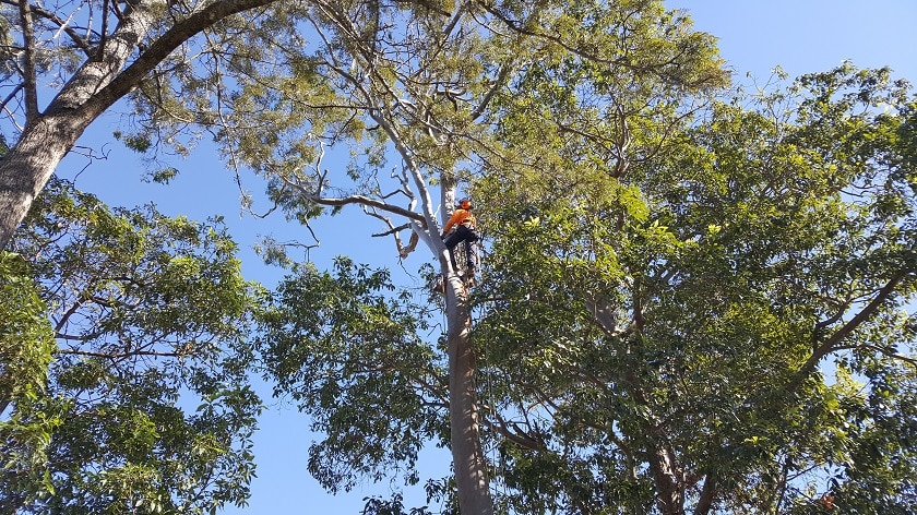 arborist assessing a tree for removal