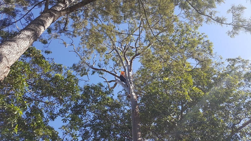 an arborist pruning a large gum tree