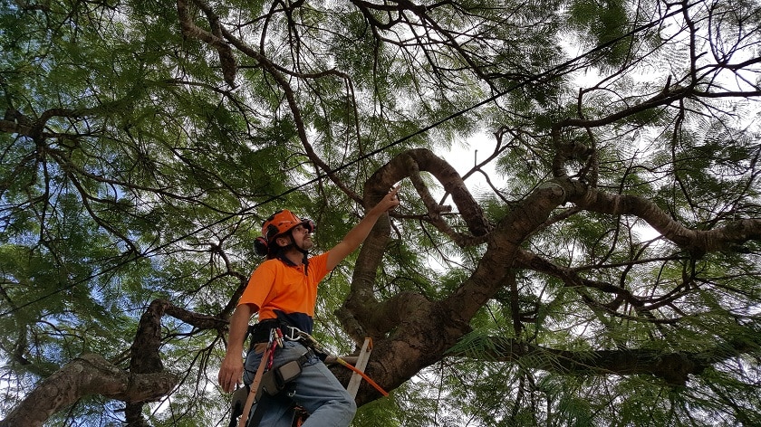 Tree being assessed by a climbing arborist