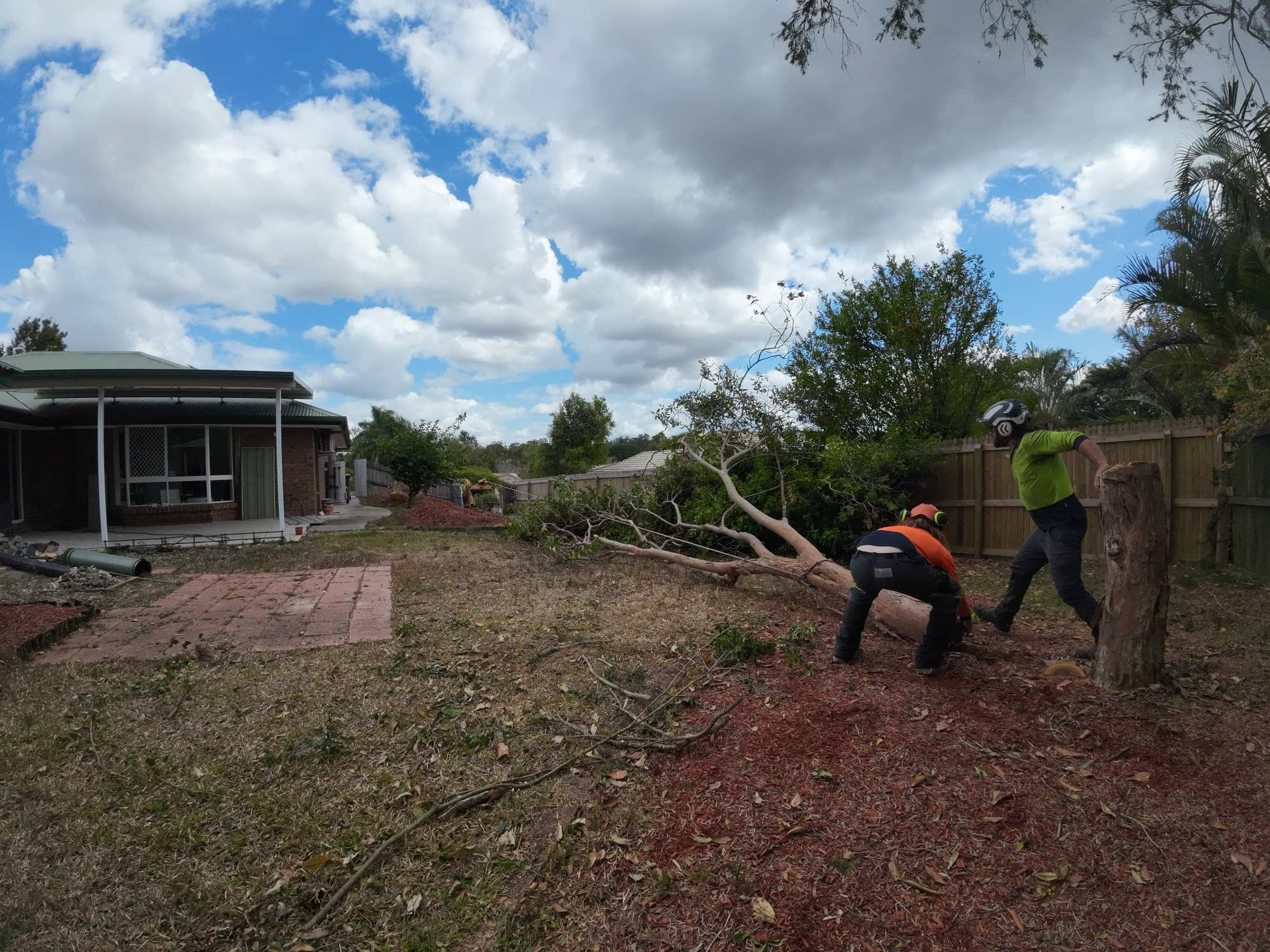 An arborist roped into a trunk cutting a section out with a chainsaw